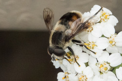 Eristalis anthophorina