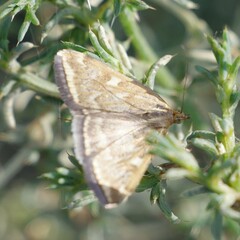 Loxostege munroealis