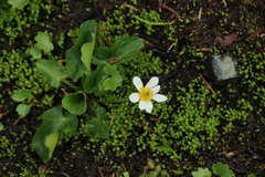 Caltha chionophila
