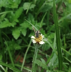Triepeolus