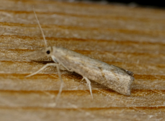 Neodactria