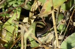 Oligosoma polychroma