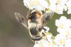 Eristalis anthophorina