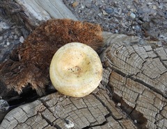 Lactarius alnicola