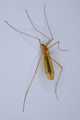 Chioneinae