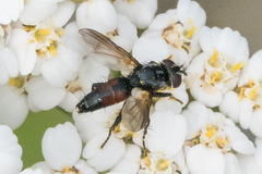 Leucostomatini