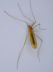 Chioneinae
