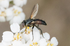 Leucostomatini