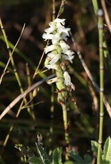 Spiranthes cernua