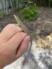 Anolis chlorocyanus