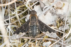 Hemipenthes morioides