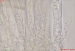 Crocicreas coronatum