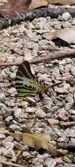 Graphium antiphates