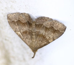 Phalaenostola larentioides