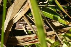 Oligosoma polychroma