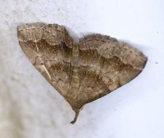 Phalaenostola larentioides