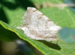 Digrammia ocellinata