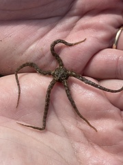 Ophiothrix spiculata