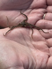 Ophiothrix spiculata