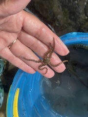 Ophiothrix spiculata