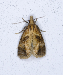 Phtheochroa