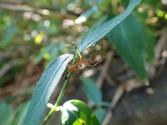 Leucauge