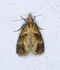 Phtheochroa