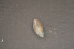 Euglandina rosea