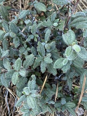 Cercocarpus ledifolius