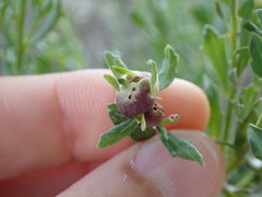 Rhopalomyia californica