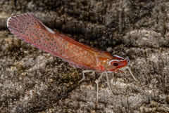 Apache degeeri