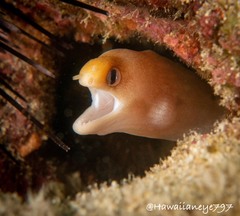 Gymnothorax melatremus