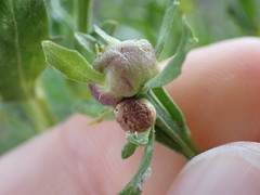 Rhopalomyia californica