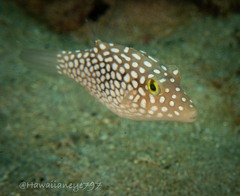 Canthigaster jactator