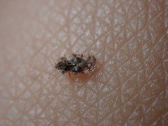 Tingidae