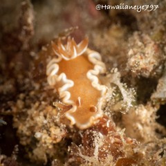 Glossodoris rufomarginata