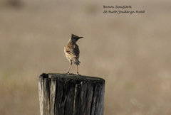 Cincloramphus cruralis