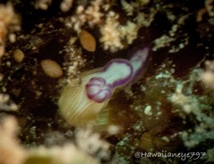 Hypselodoris violabranchia