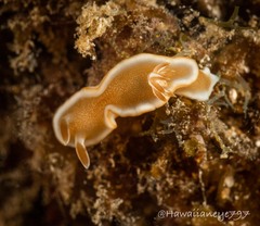 Glossodoris rufomarginata