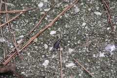 Cicindela punctulata