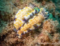 Hypselodoris imperialis