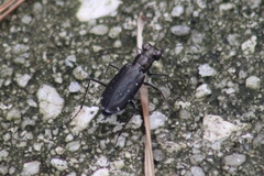 Cicindela punctulata