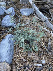 Cercocarpus ledifolius
