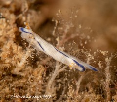 Hypselodoris peasei
