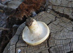 Lactarius alnicola