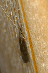 Oecetis