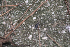 Cicindela punctulata