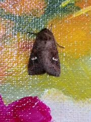 Pseudorthodes vecors