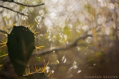 Opuntia stricta