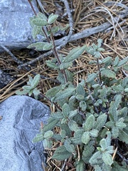 Cercocarpus ledifolius